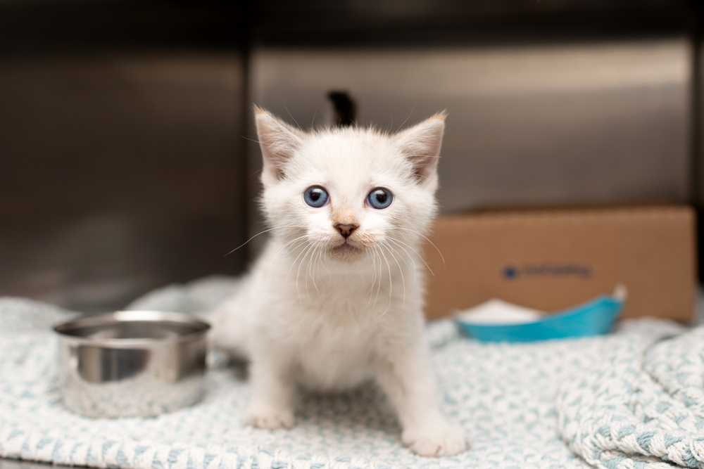 siamese kitten