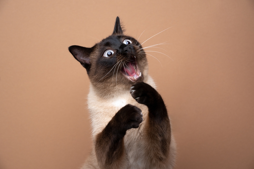 siamese cat being dramatic