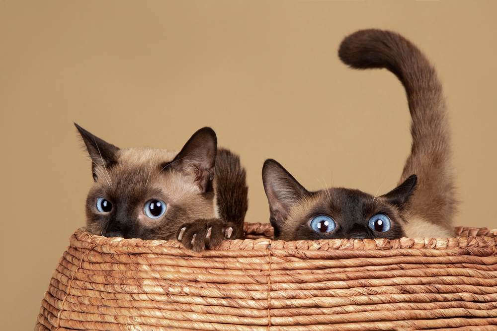 siamese cats