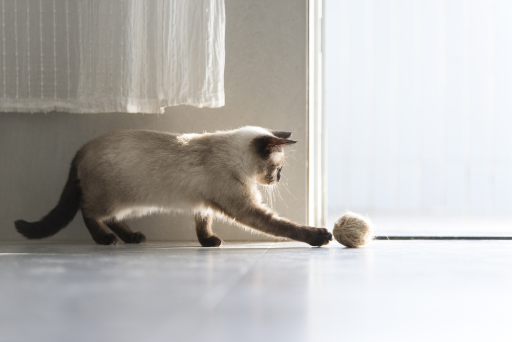 siamese cat playing