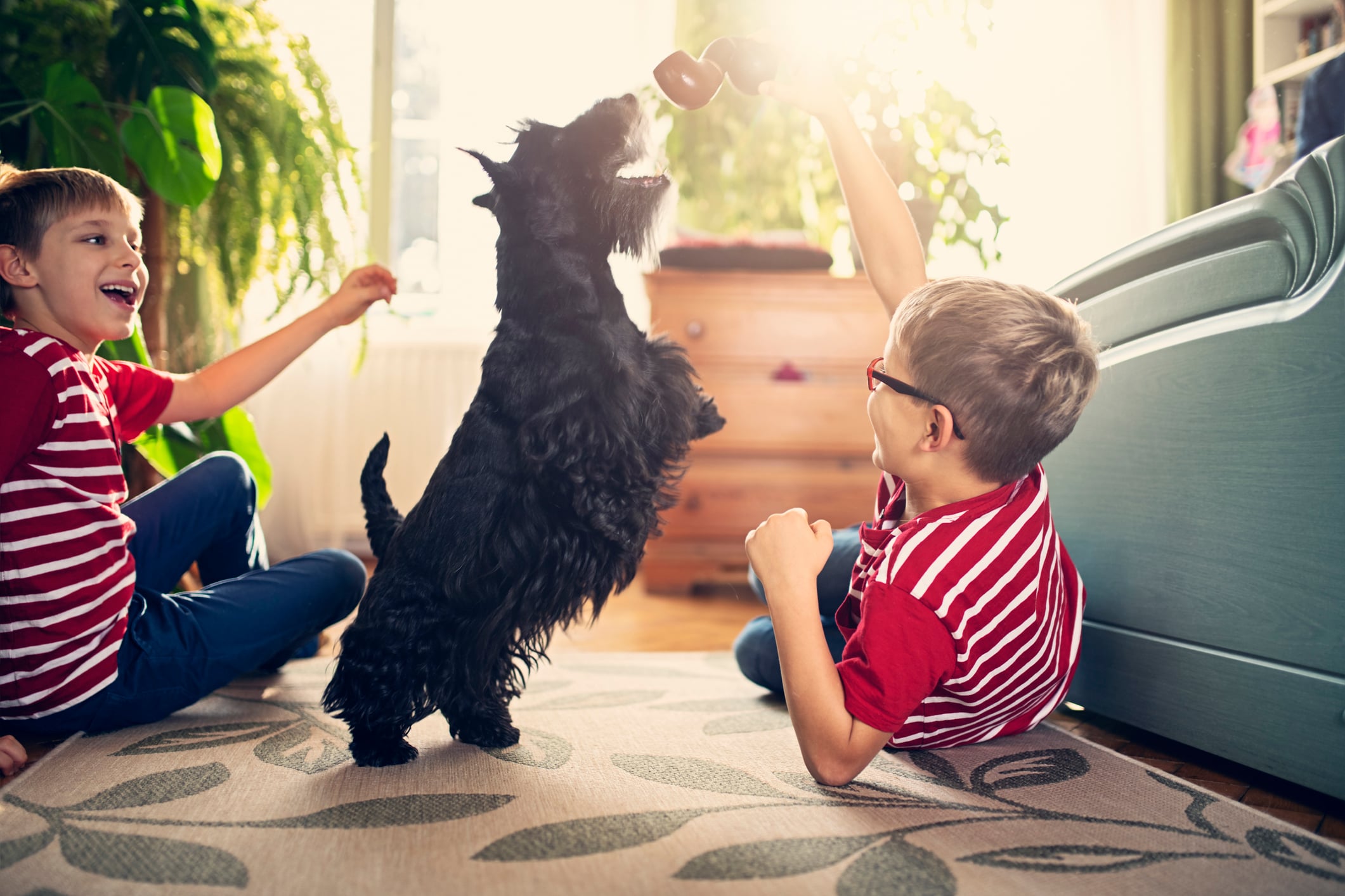 Two boys playing with their dog in the living room