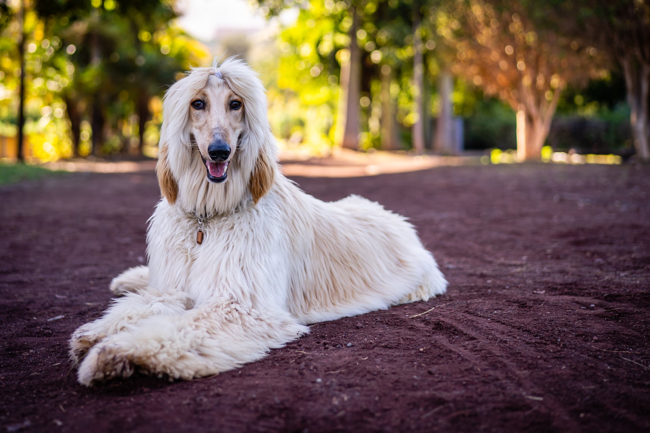 An afghanhound in Puerto de la Cruz