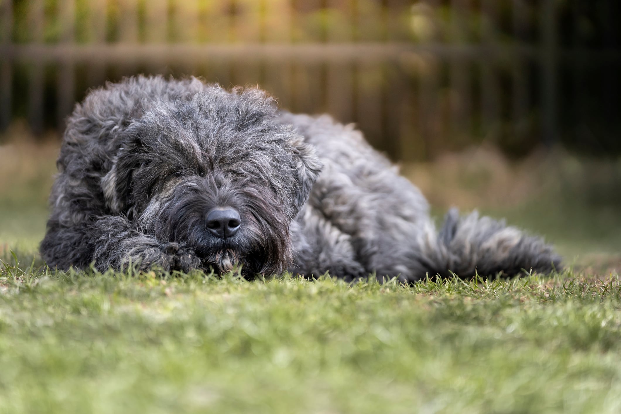 A dog of breed Bouvier des Flandres is lying in the grass