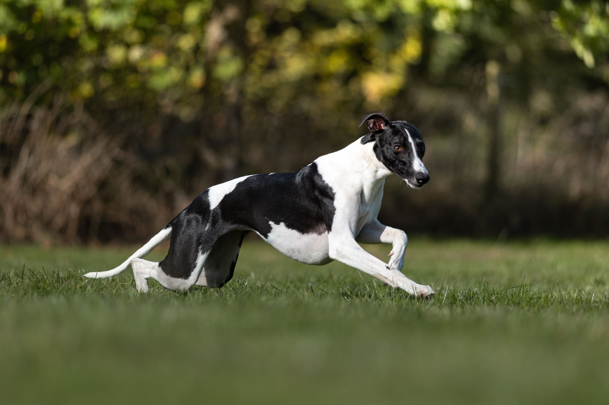 Whippet dog running in the park on a sunny day