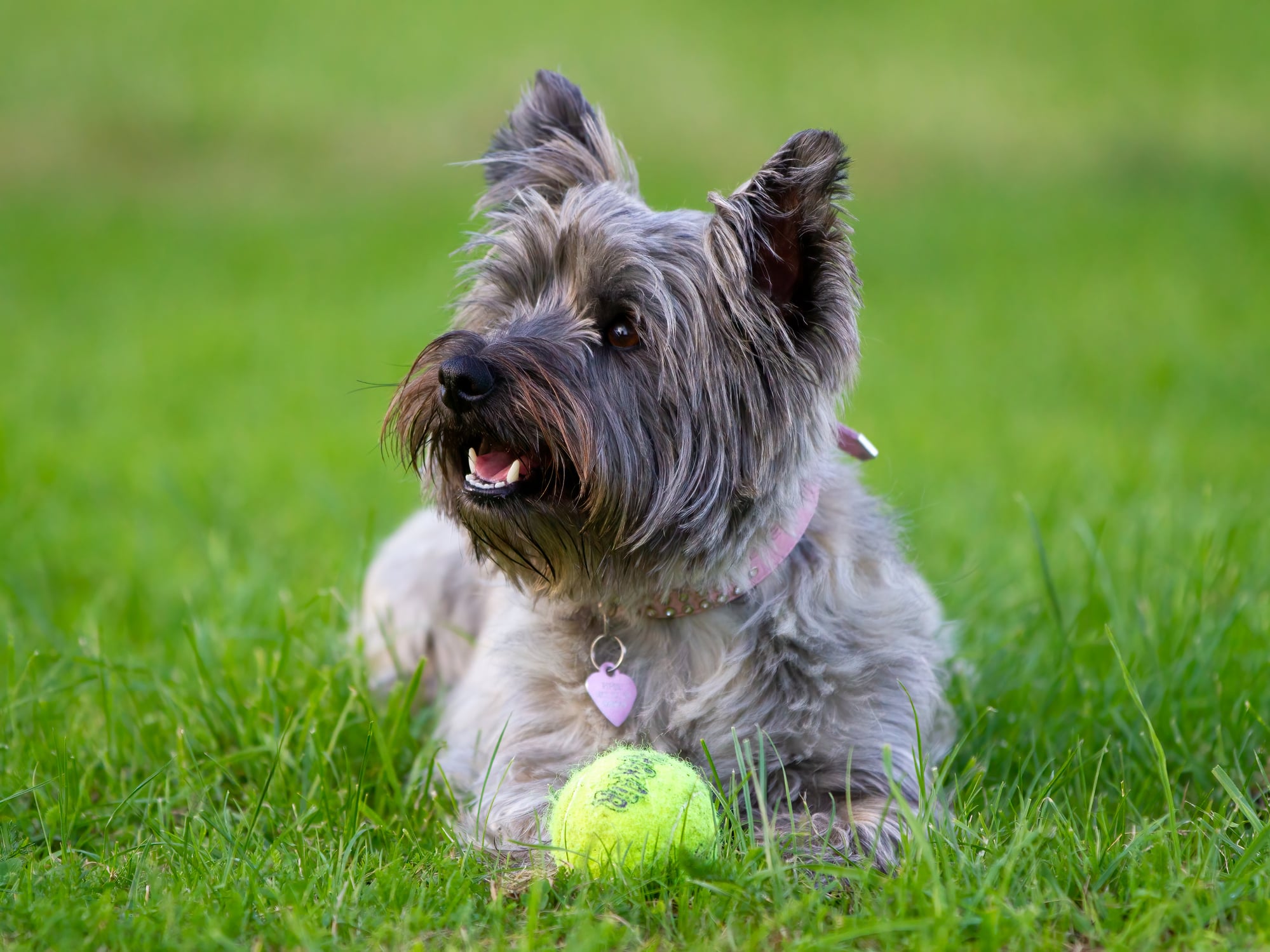 Cairn terrier