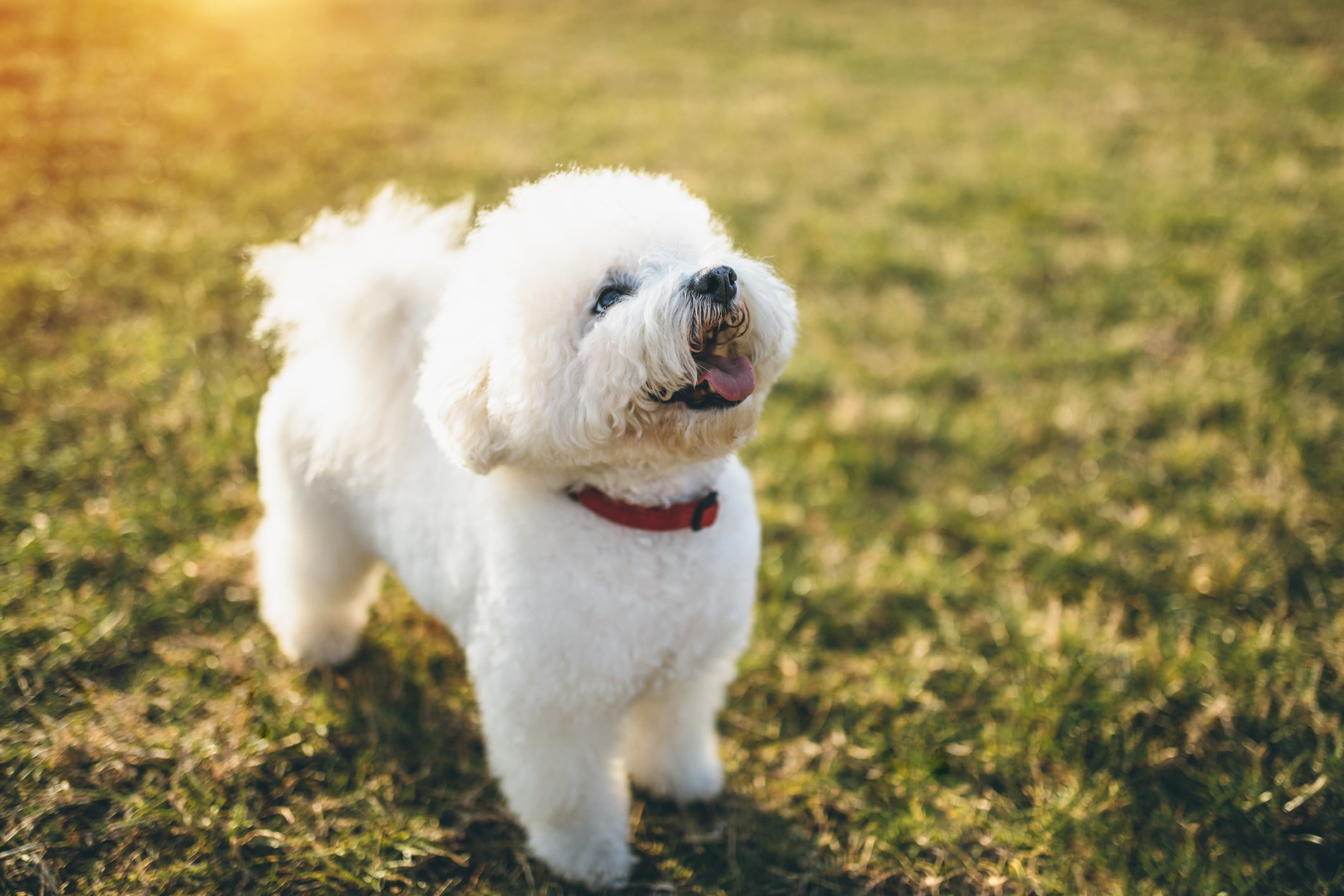 ittle bichon frise dog standing on grass