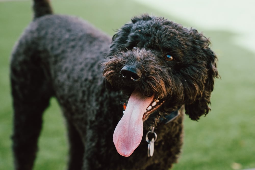 barbet dog