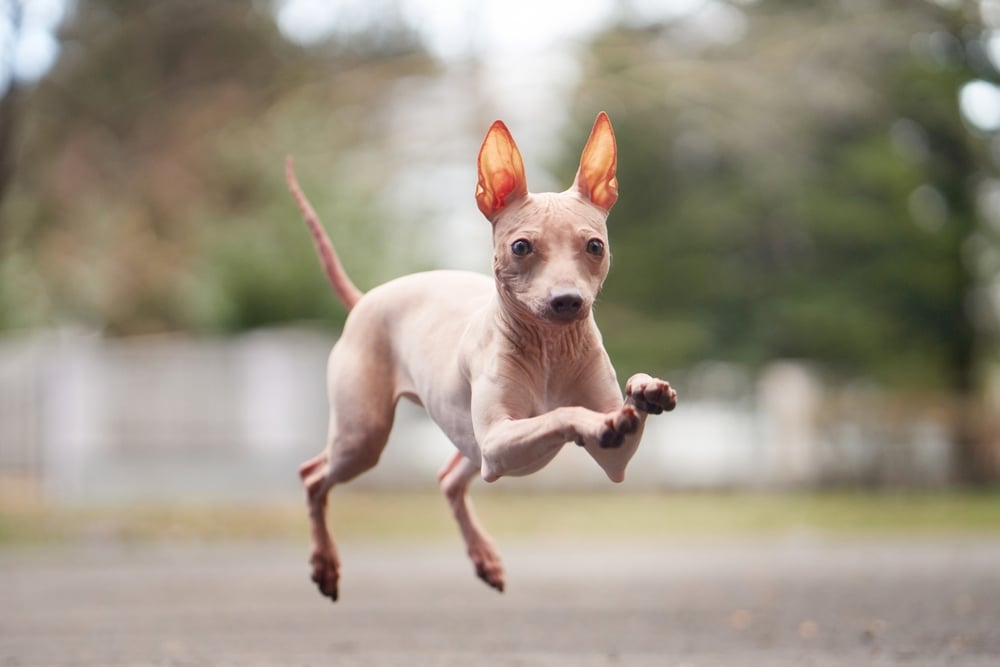 American Hairless Terrier