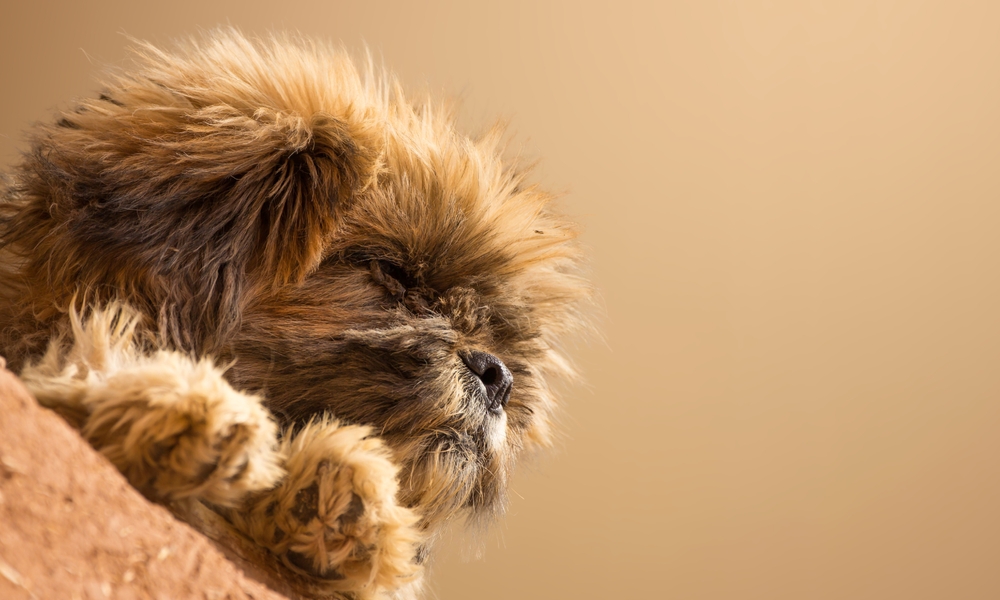 close up of dog