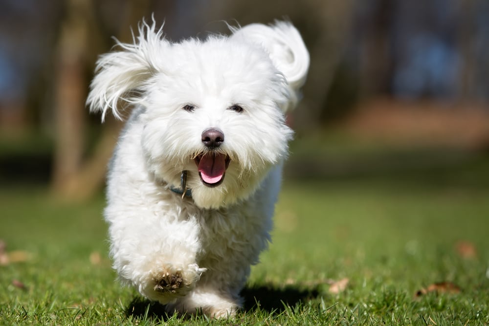 Coton de Tulear dog