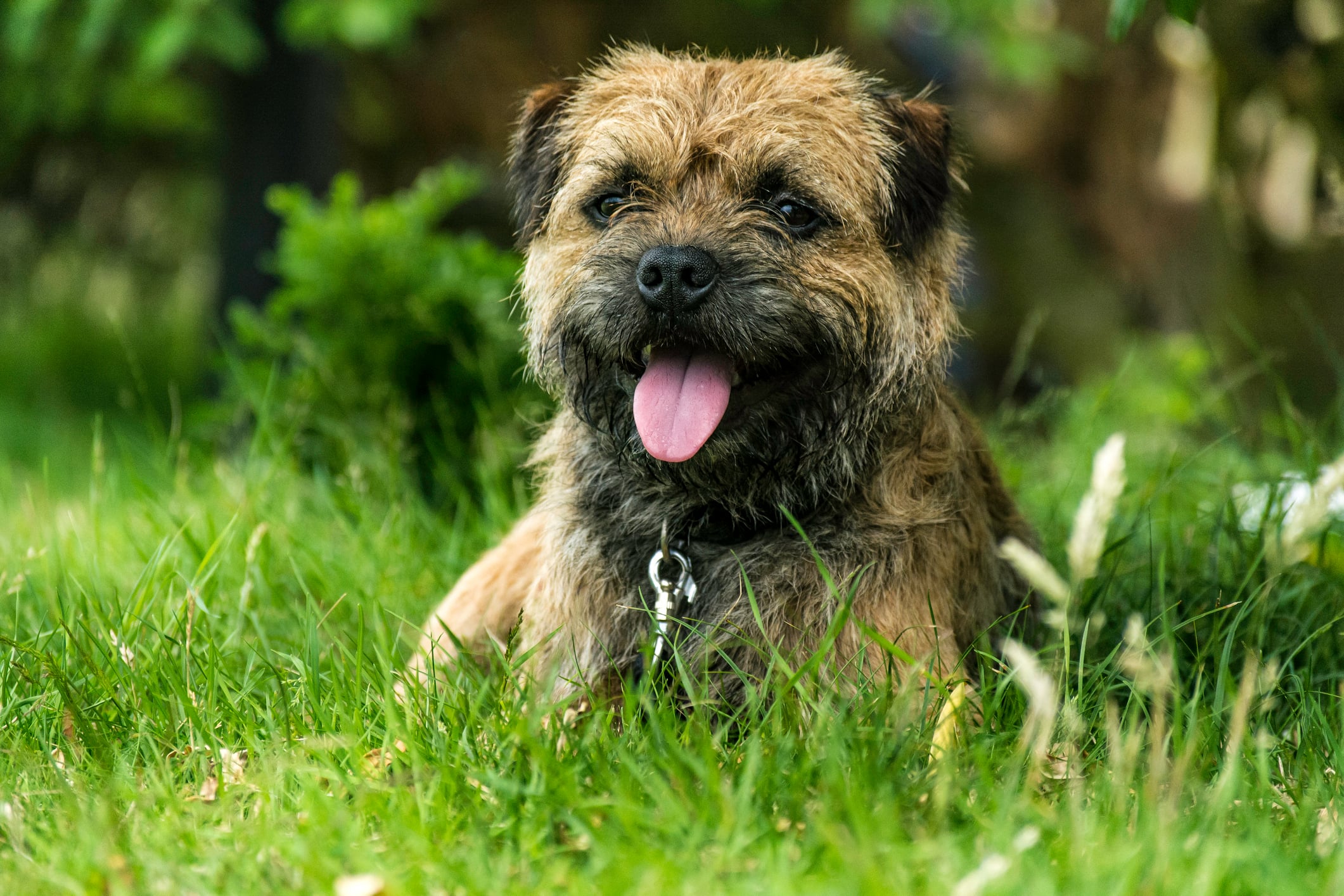 Border Terrier