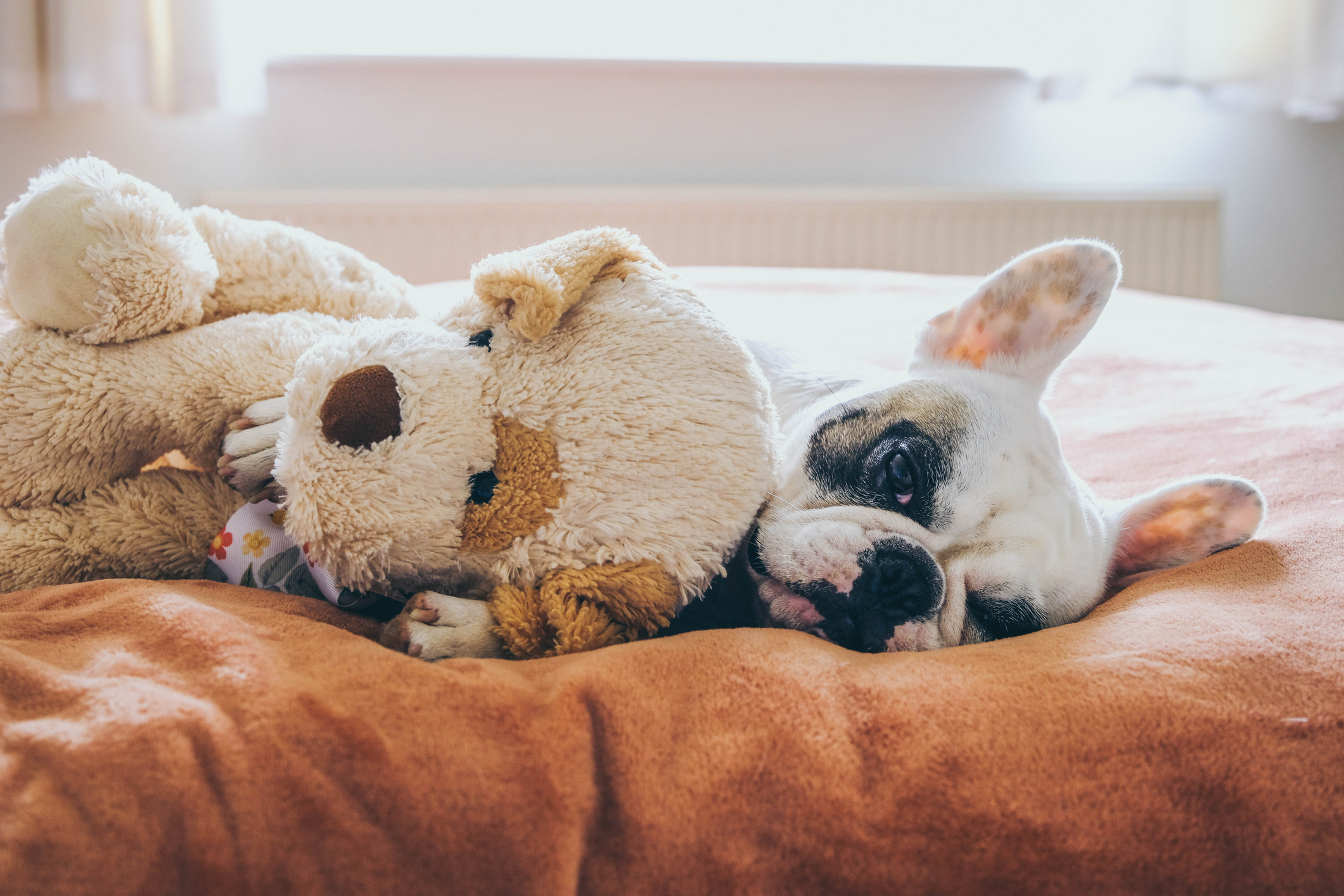Frenchie sleeping with stuffed toy