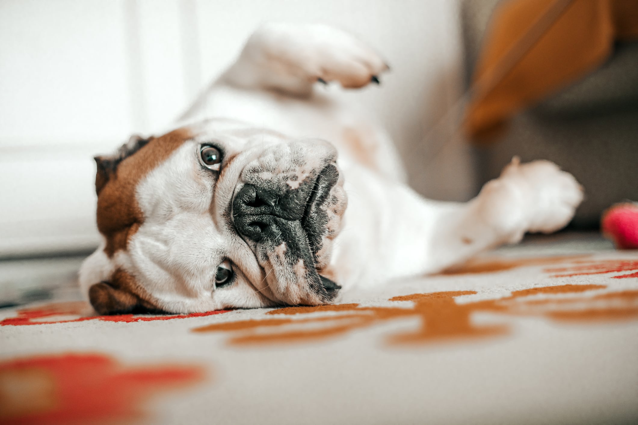 sleeping dog on carpet