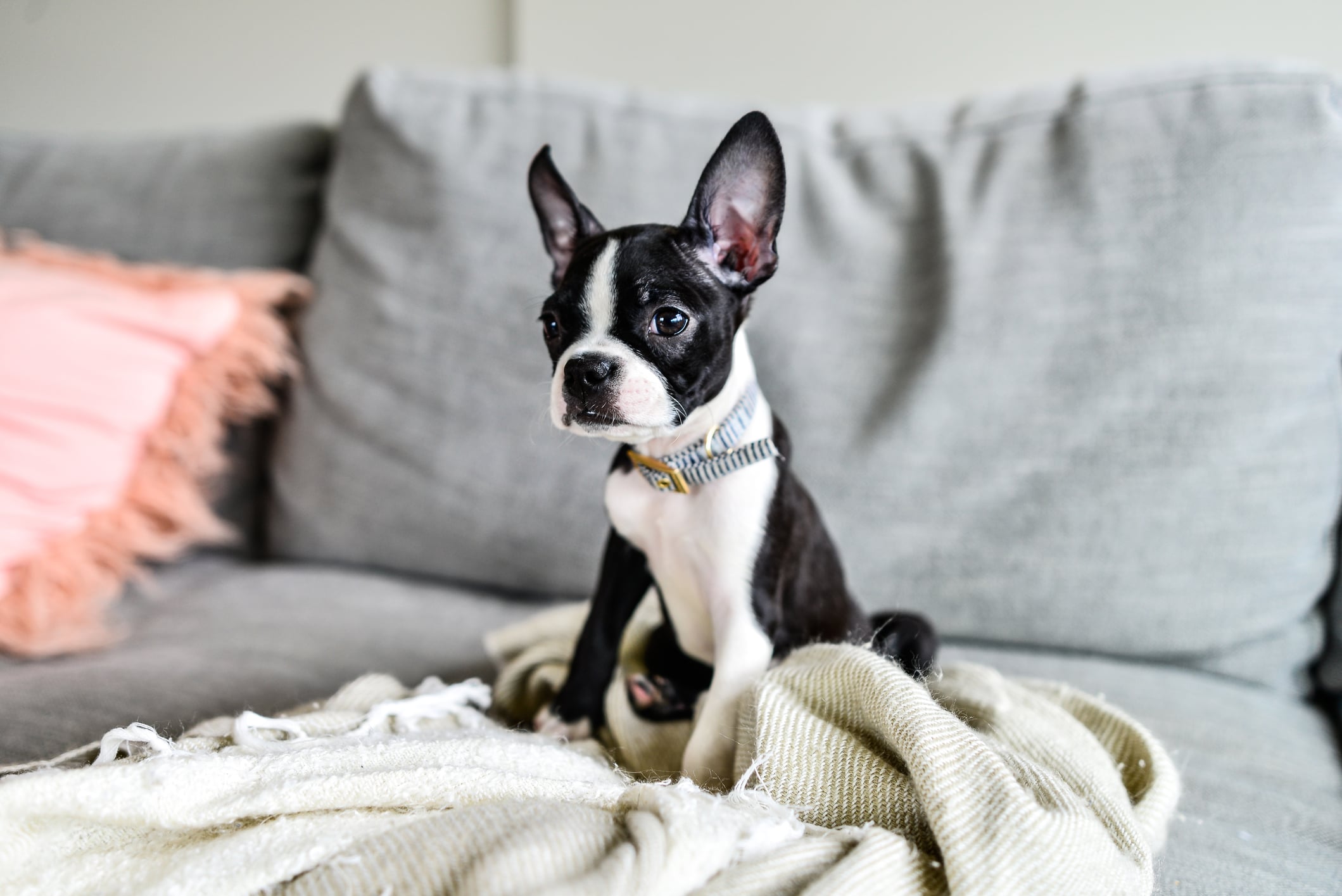 Boston Terrier Puppy with Big Ears Indoors on Couch