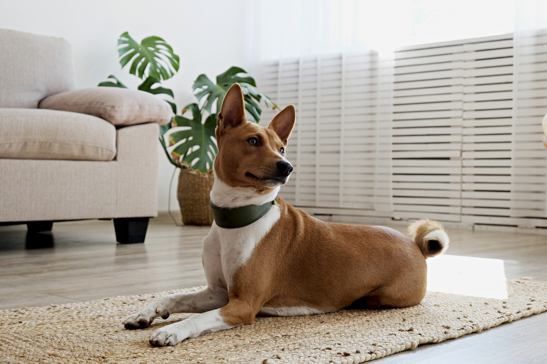 African basenji dog