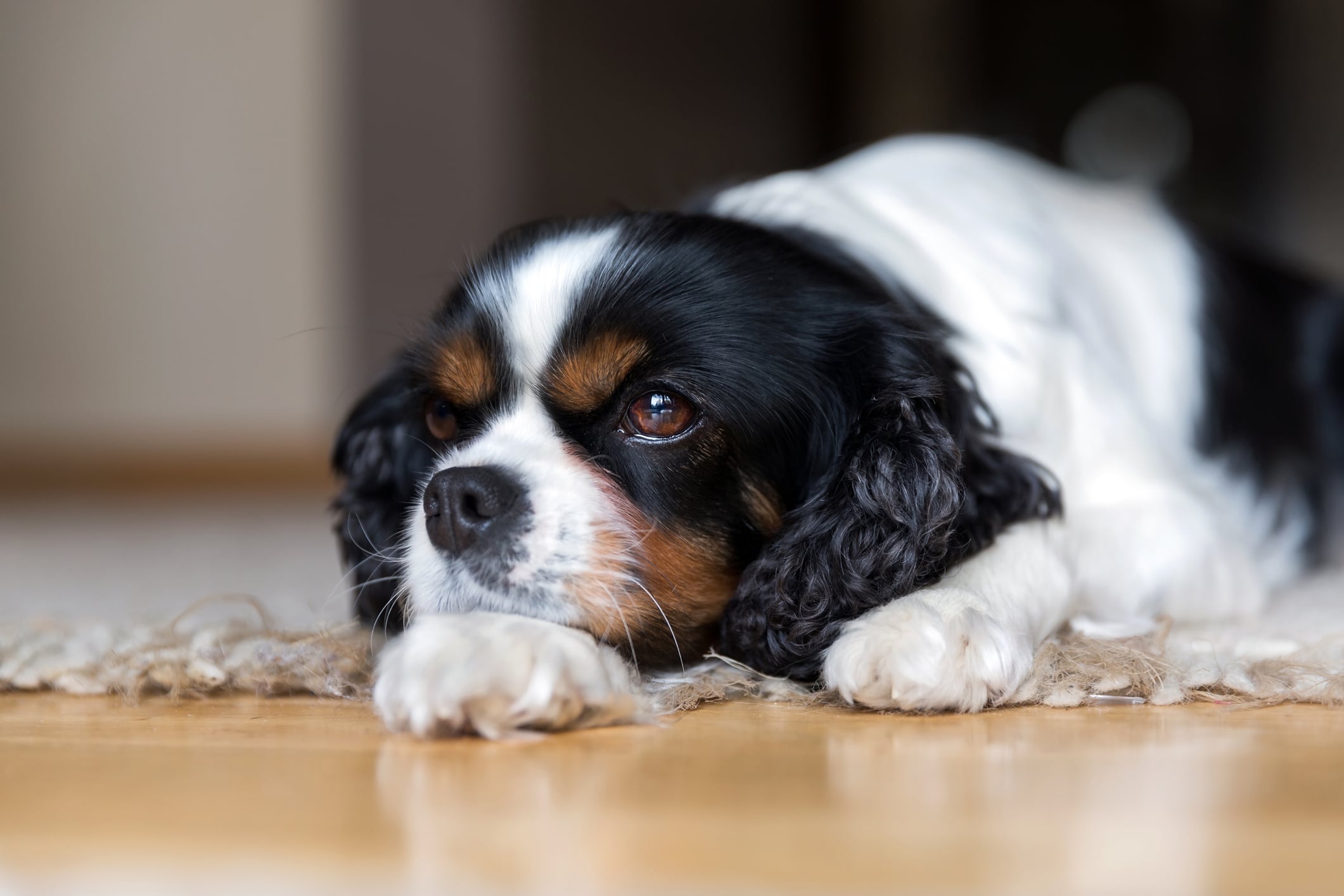 Portrait of a dog