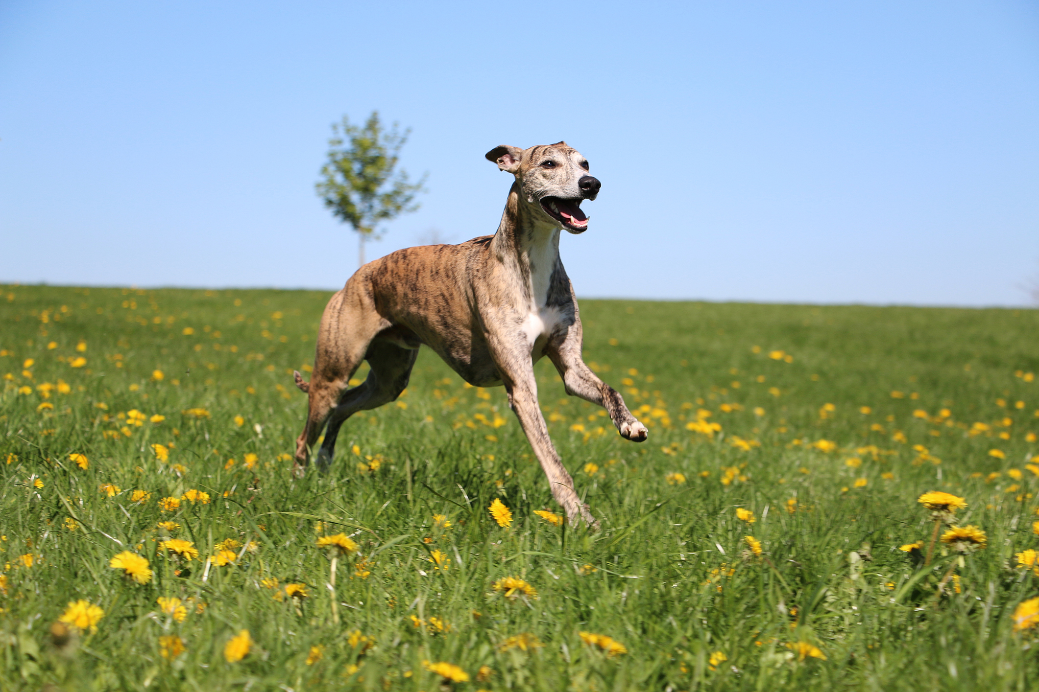 running whippet in the park