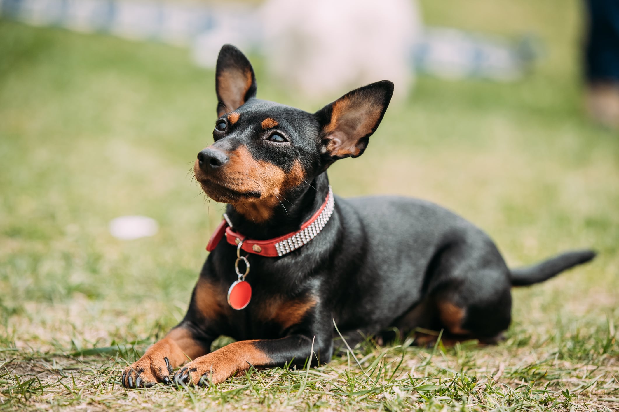 Black Miniature Pinscher