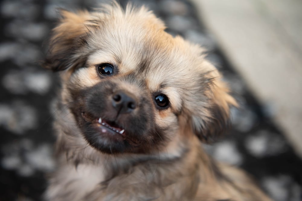 tibetan spaniel 
