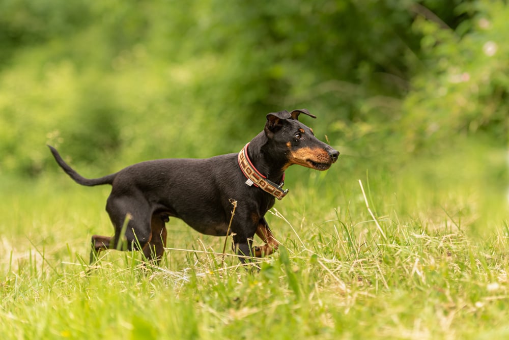 manchester terrier