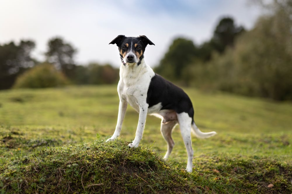 Ratterrier dog