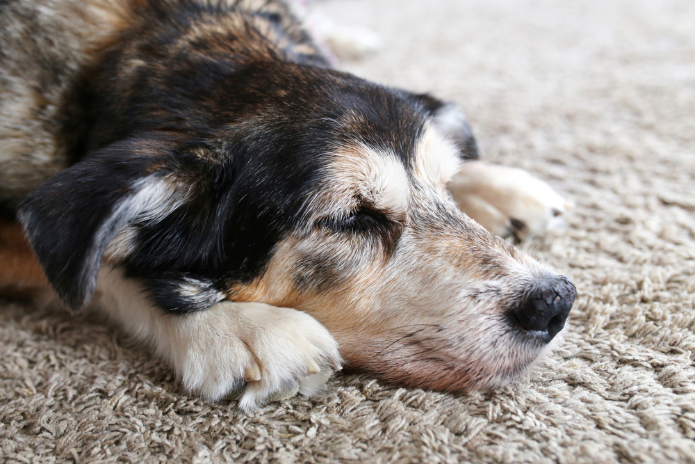 sad dog