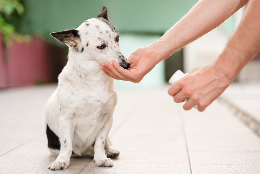dog taking medication