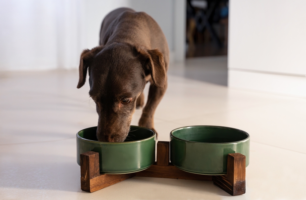 dog eating