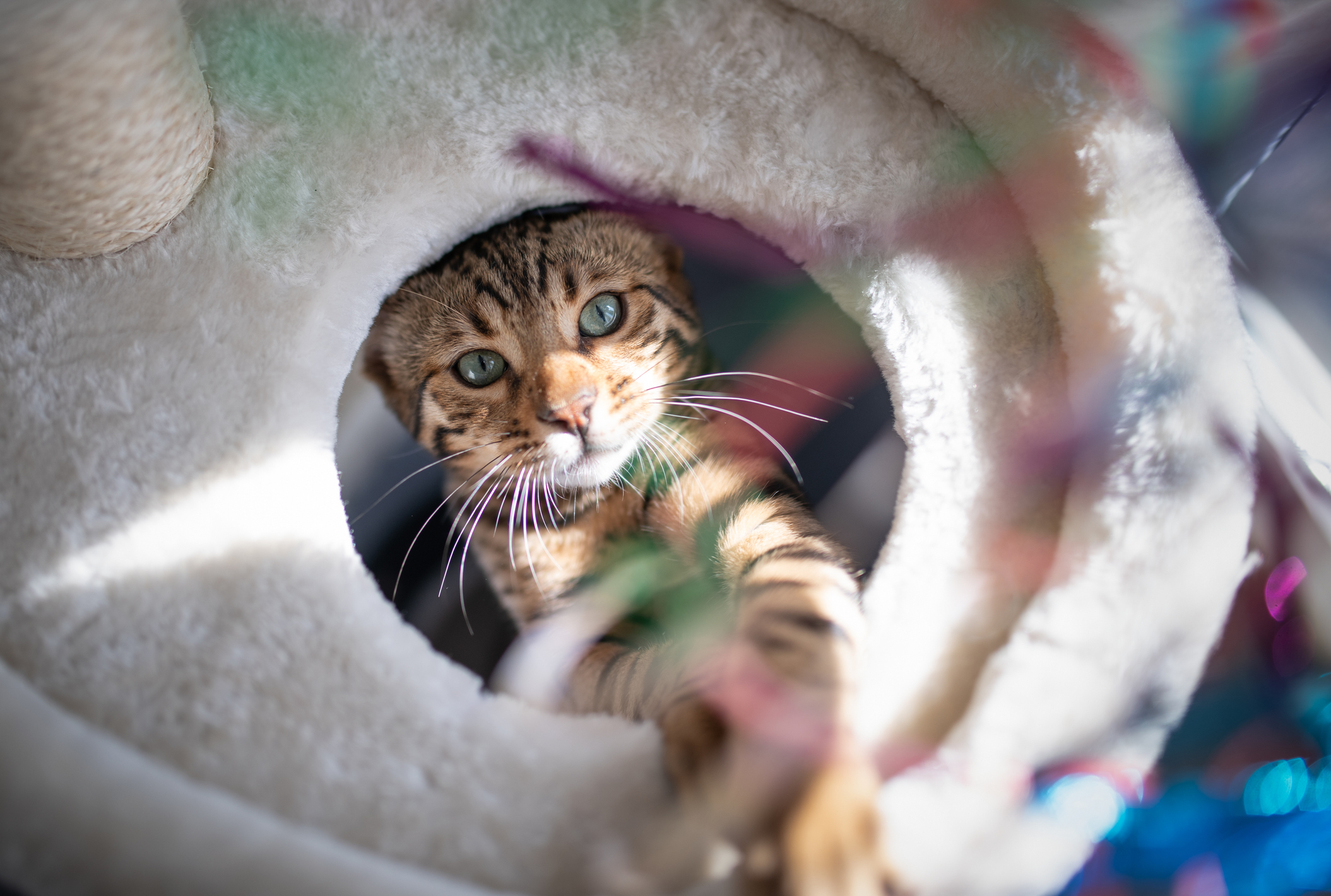 young bengal cat playing with a colorful cat's toy on a beige colored scratching post