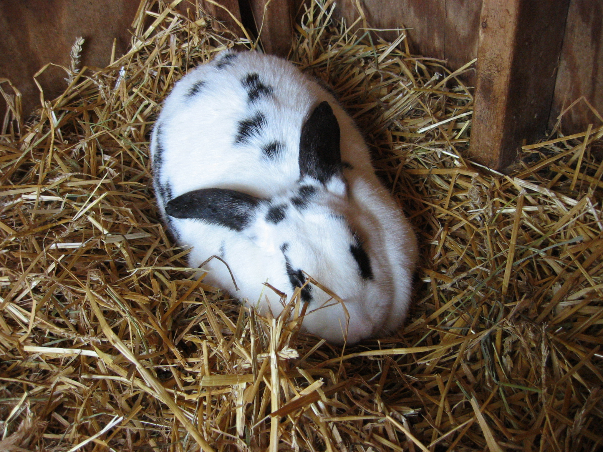 A cute white and black spotted bunny relaxing in a bed of hay on a nice fall day.
