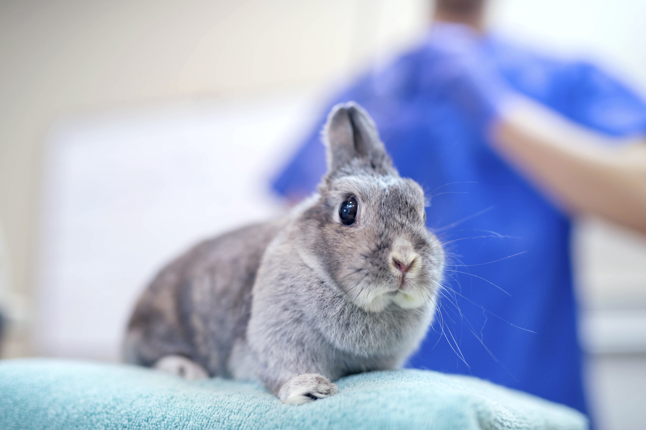 Cute bunny rabbit laying on the veterinary exam table