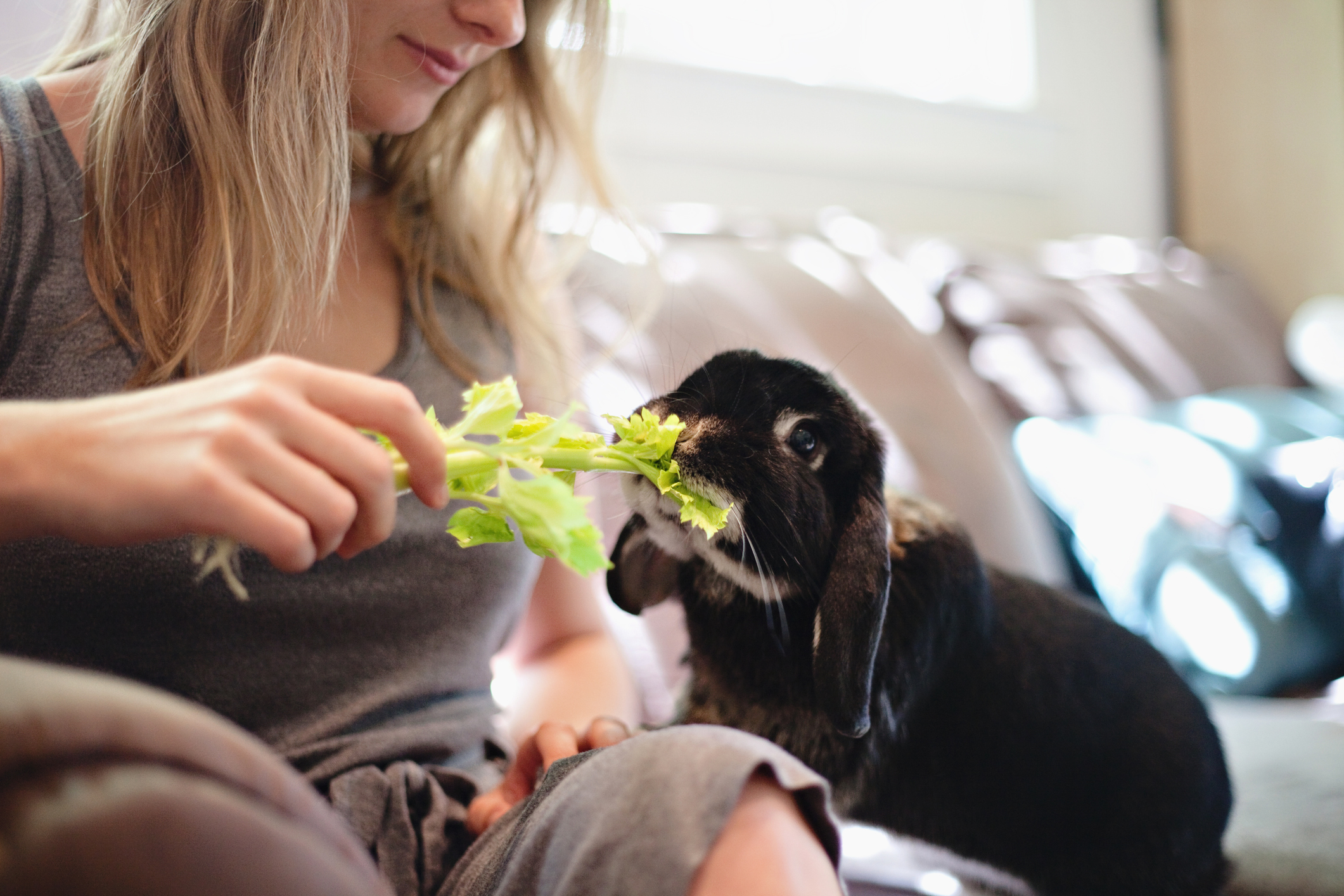 A young woman feeds her rabbit celery