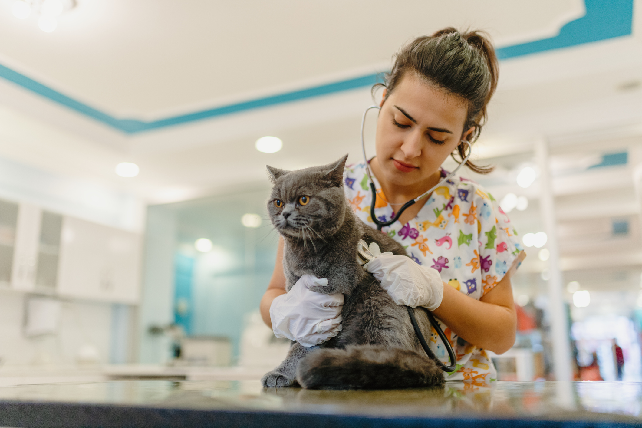 Veterinarian examining cat