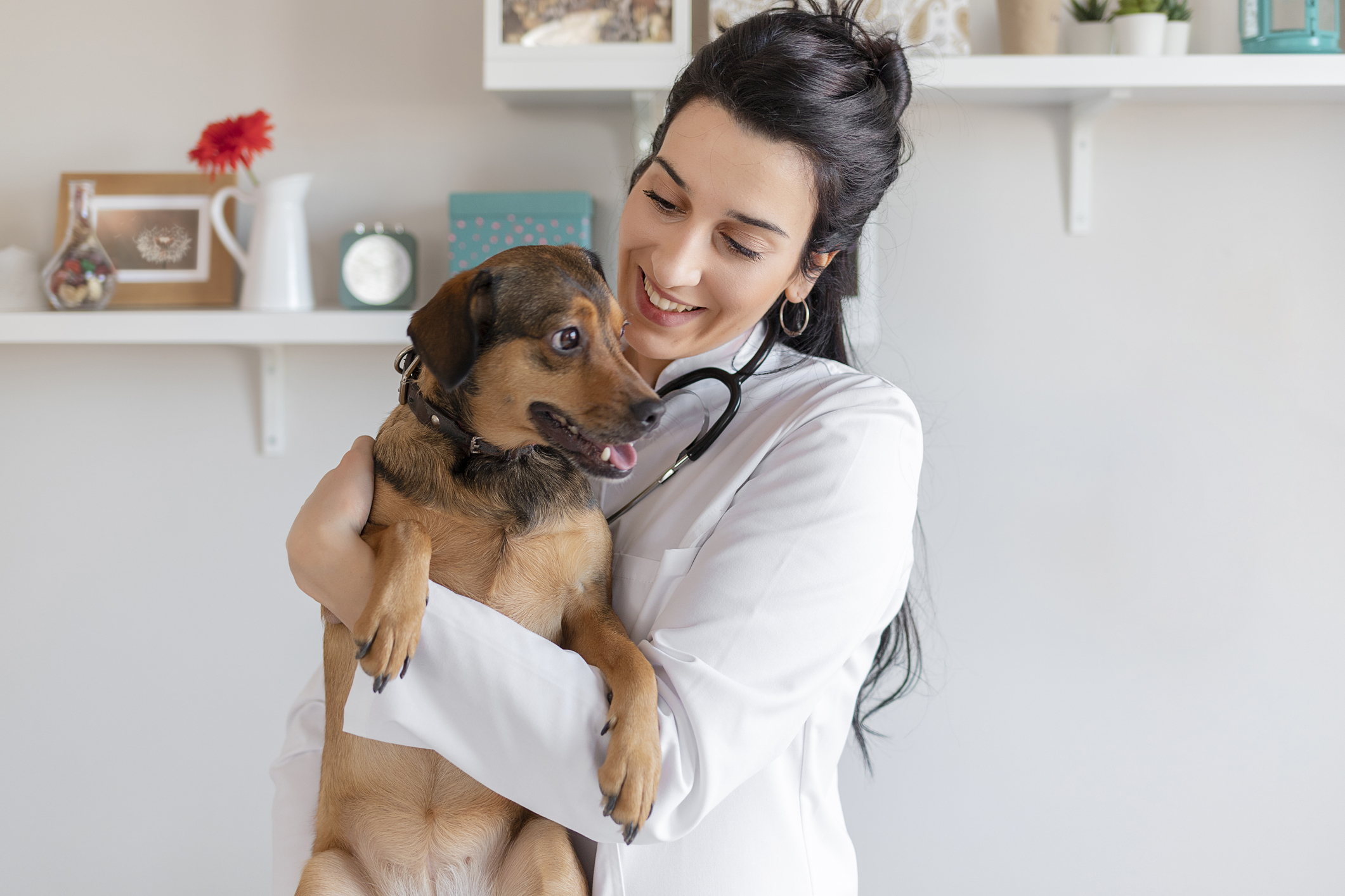 Veterinarian Doctor Examining a Puppy
