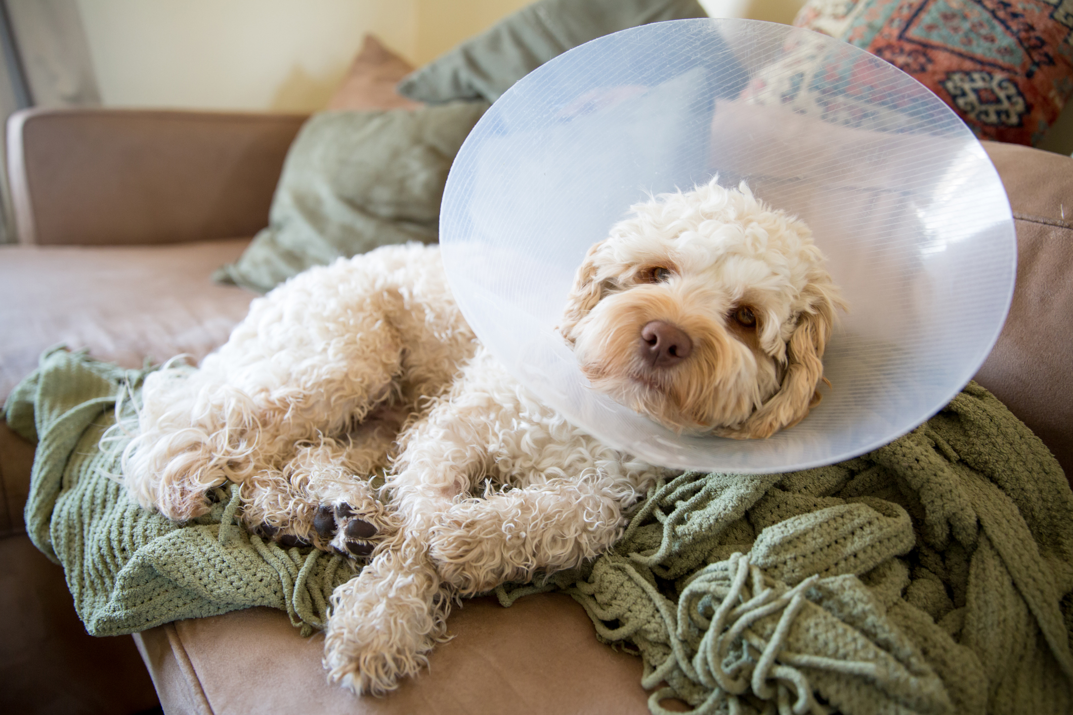 dog with head cone