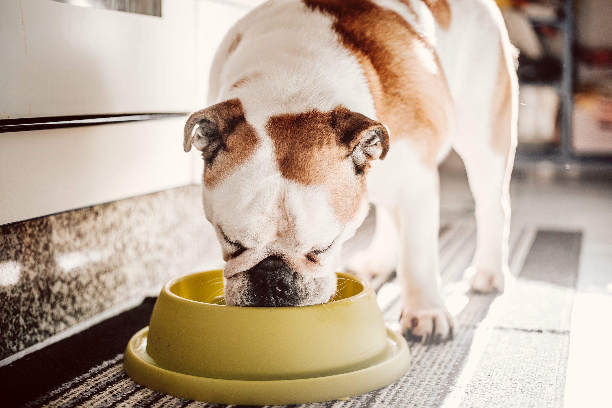 dog eating from yellow bowl