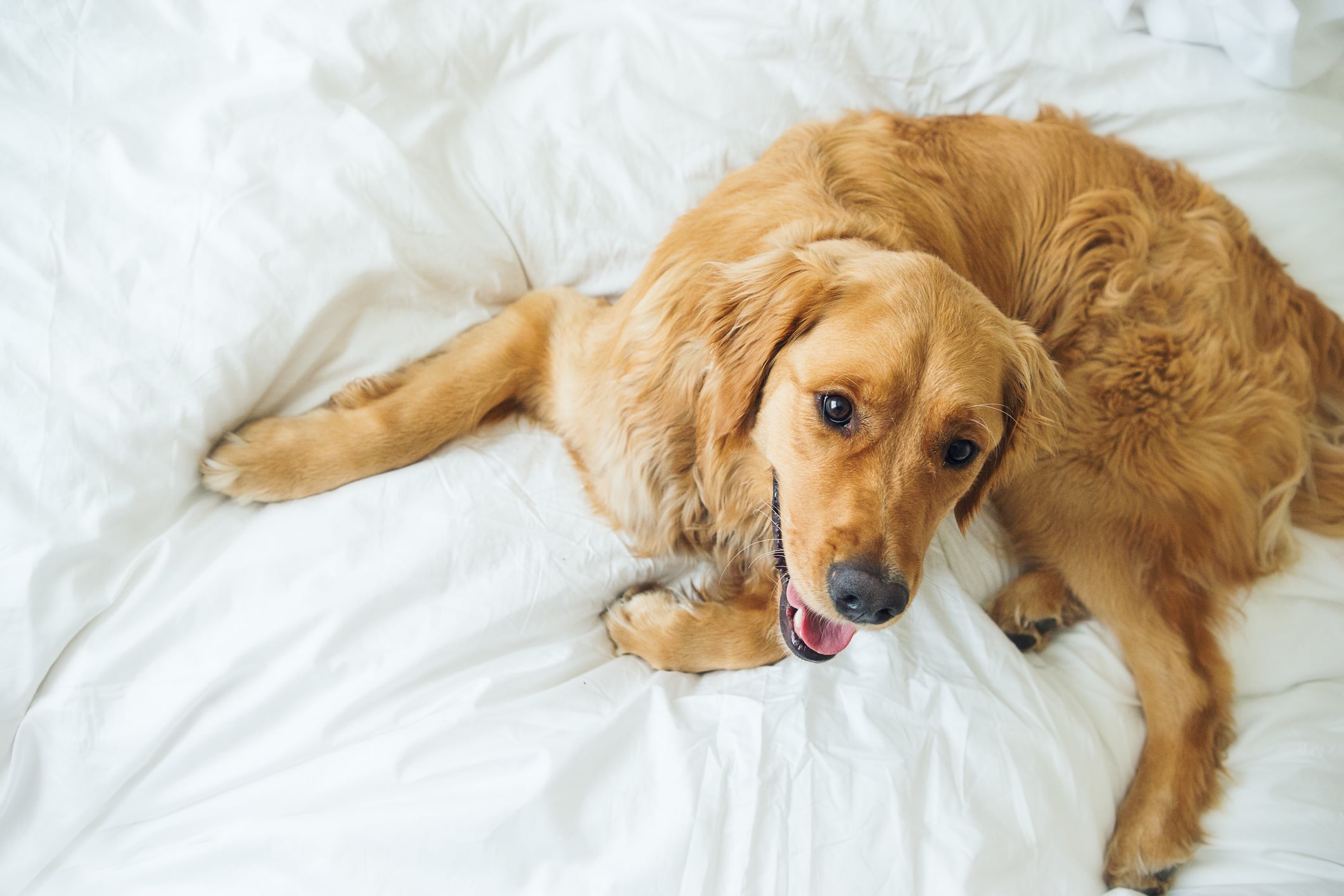 Happy Golden Retriever laying in bed