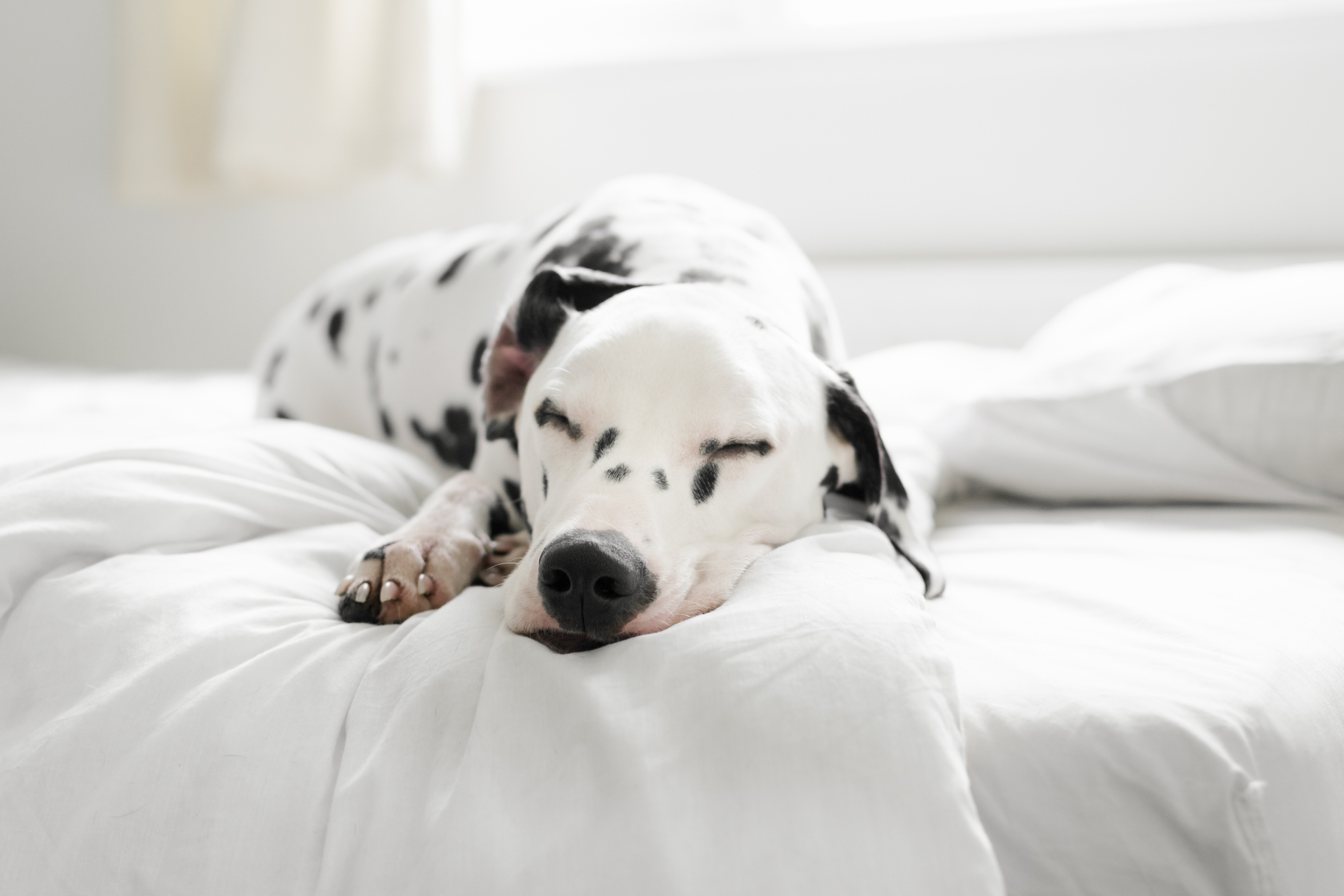 Dog Sleeping In Bed