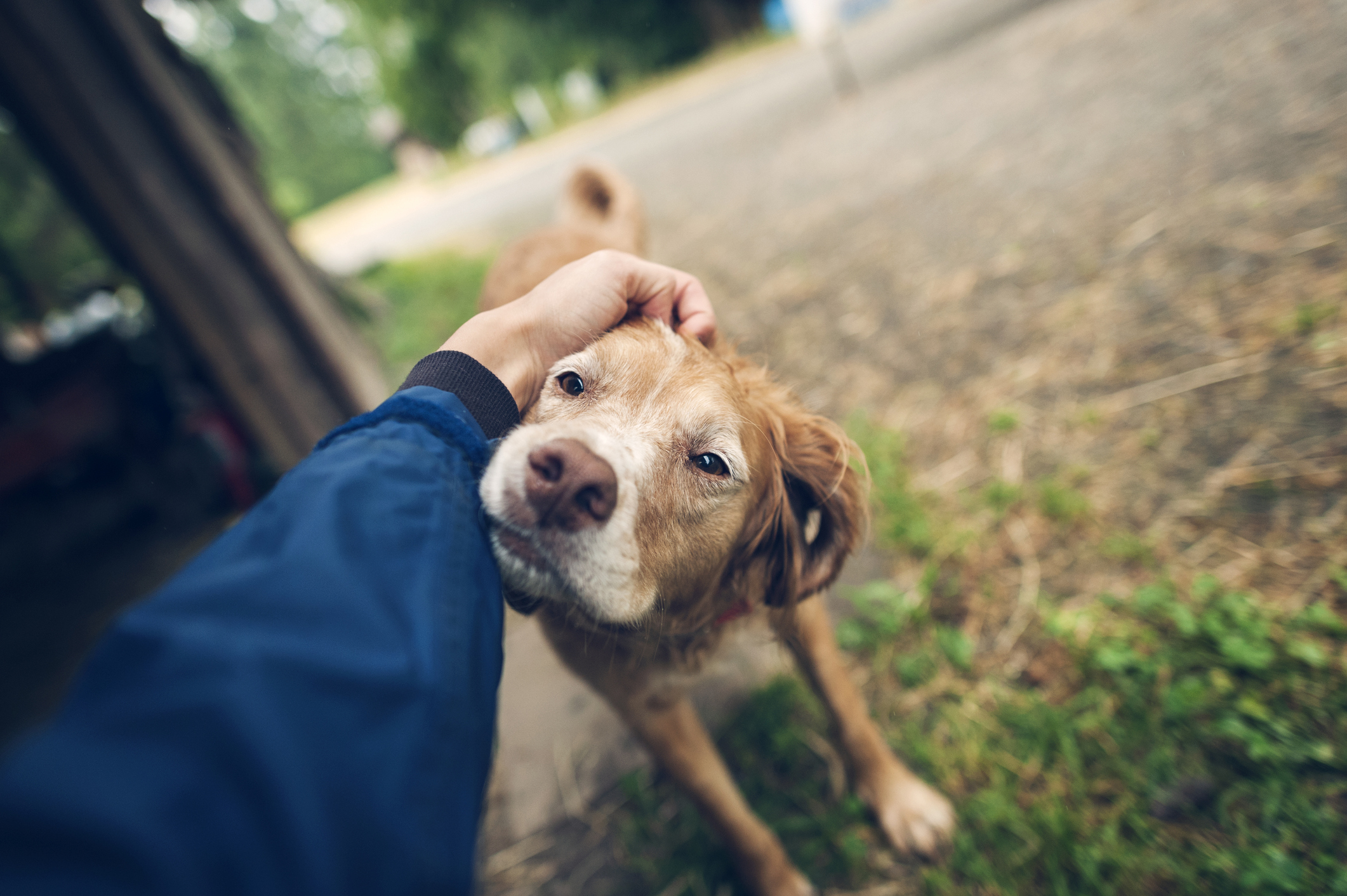 Cropped image of female doctor stroking dog standing on field