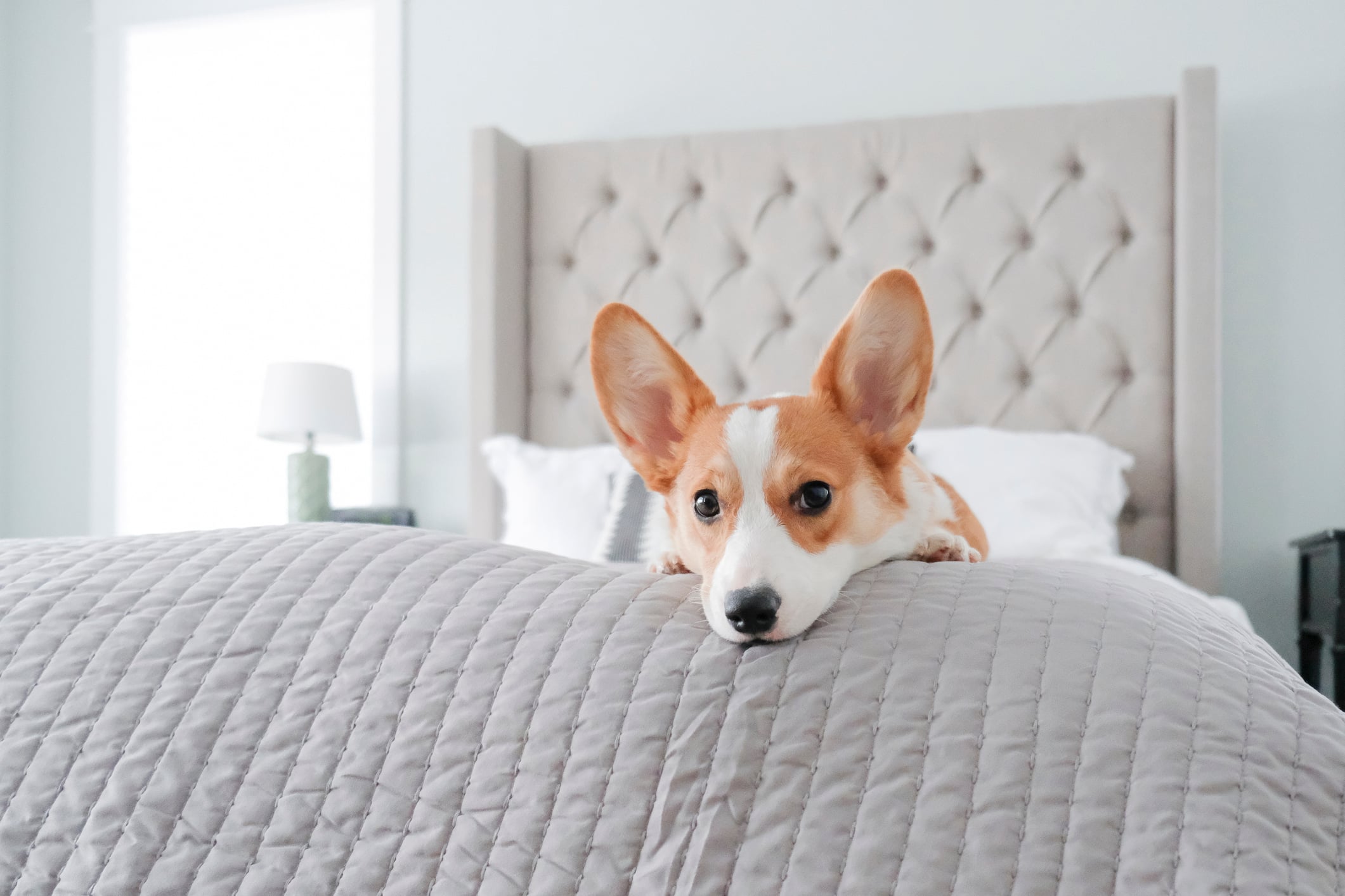 Welsh Corgi in the bed