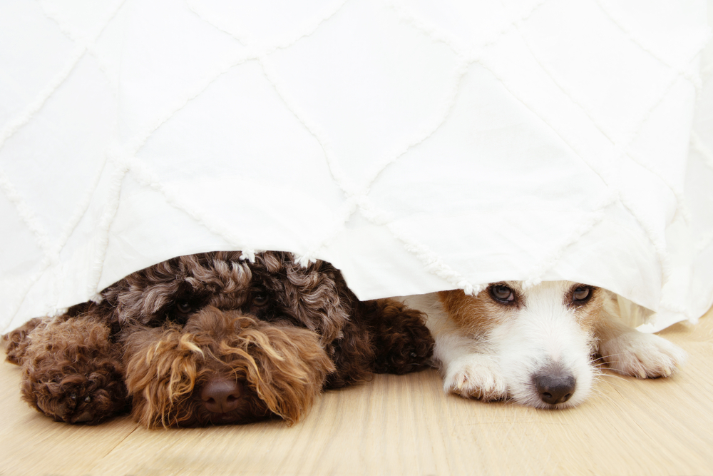 Two afraid or scared dogs below a curtain because of fireworks, thunderstorm, loud noises or separation anxiety.