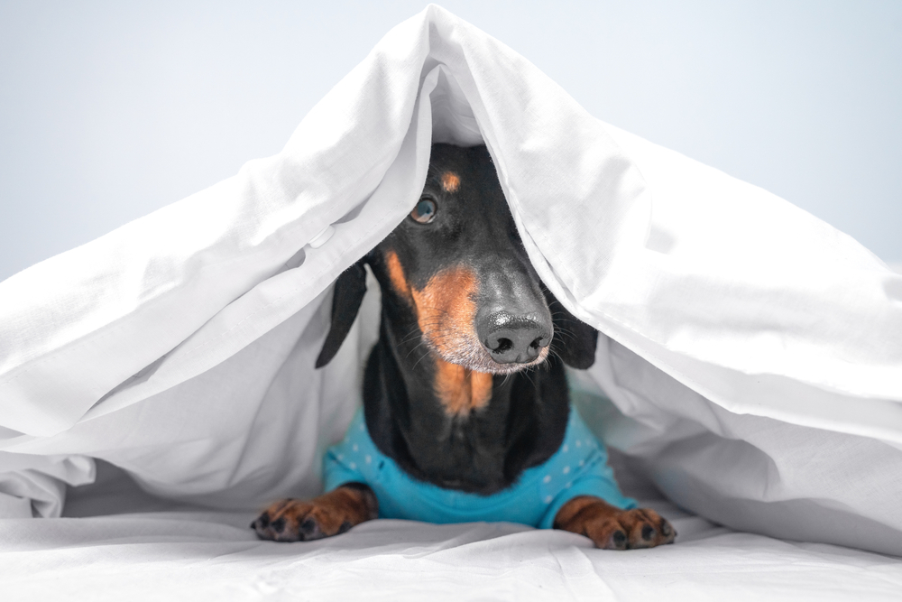 dog hiding under the blanket