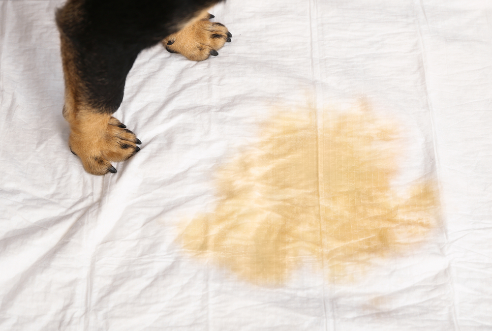 Cute dog on underpad with wet spot, closeup