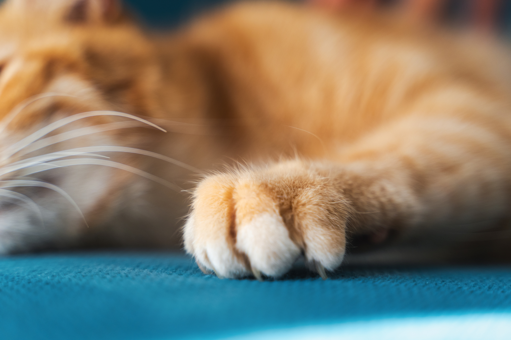 Paw with claws of a ginger cat digs into the fabric of a blue sofa, furniture protection from pets concept. Macro shot