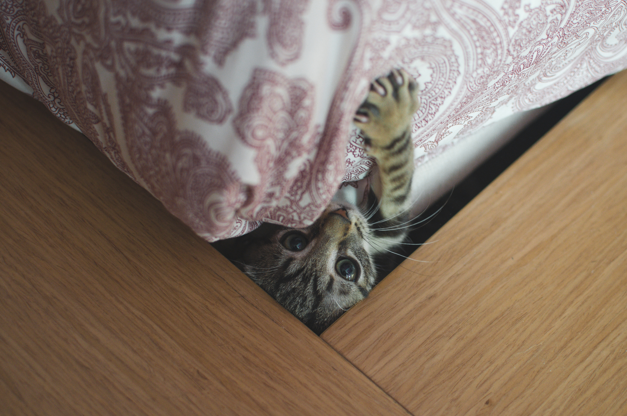 Cachorro de gato jugando asomando cabeza y pata de debajo de la cama
