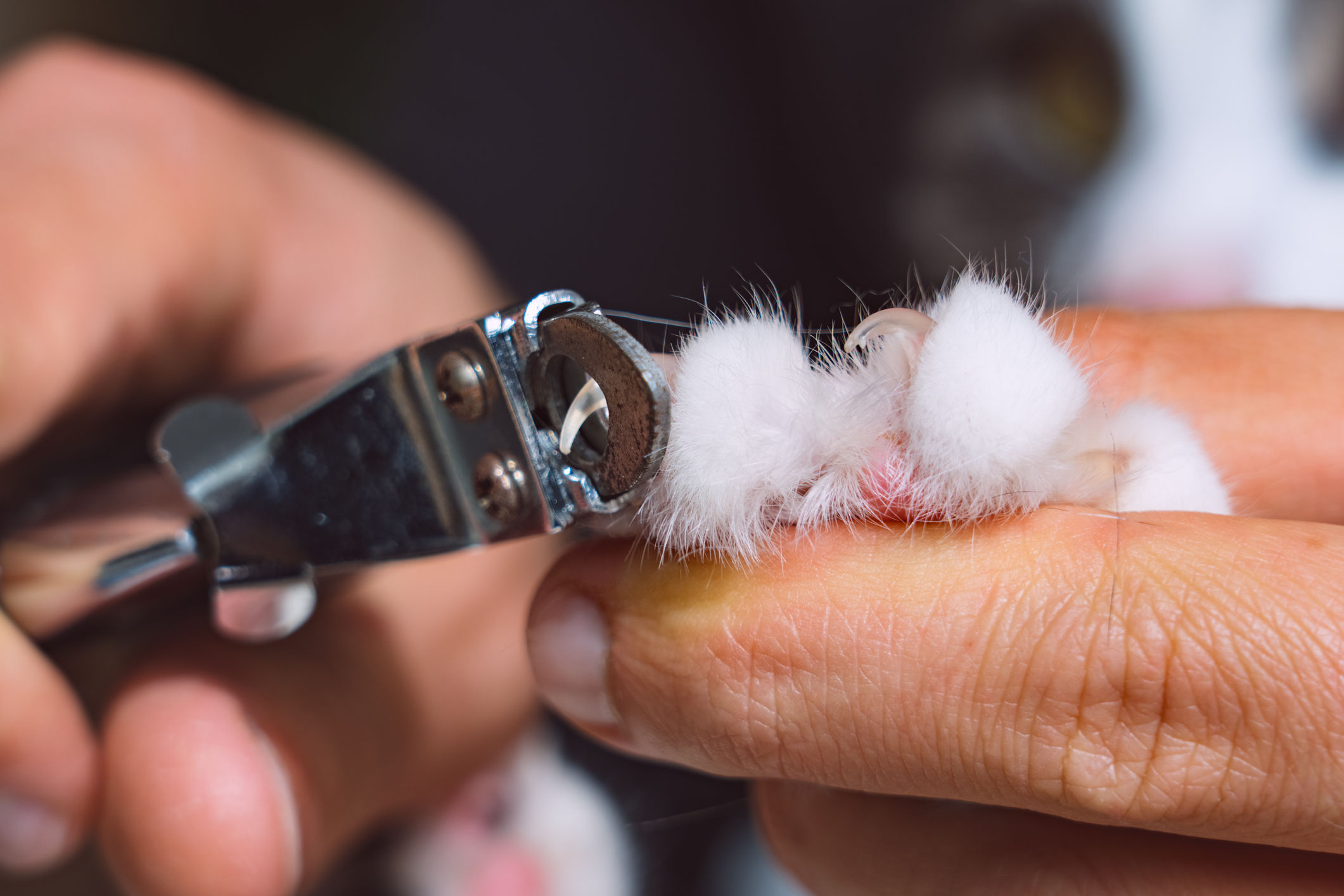 Close up cat claws trimming with nail clipper or claws trimmer. Pet grooming. Cat claws care. High quality photo