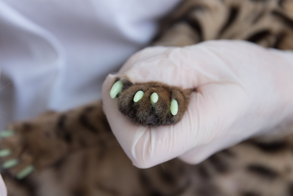A veterinarian puts special caps on the cat's claws.