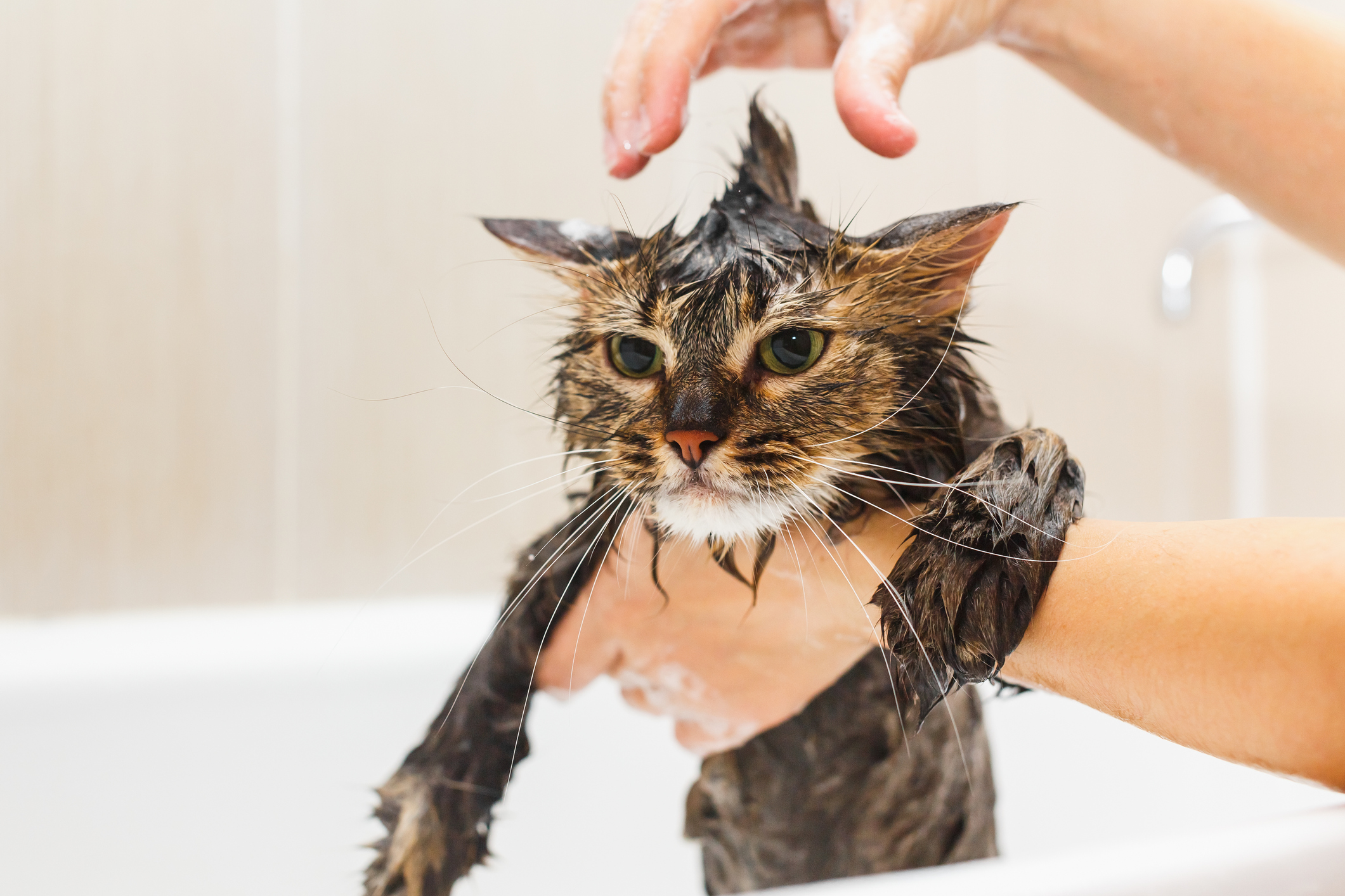 Girl washes a fluffy cat in a white bath.