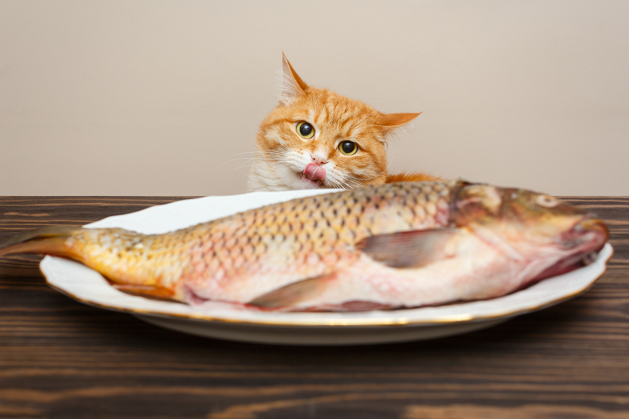 Red cat wants to steal a big fish from a white plate on a wooden table