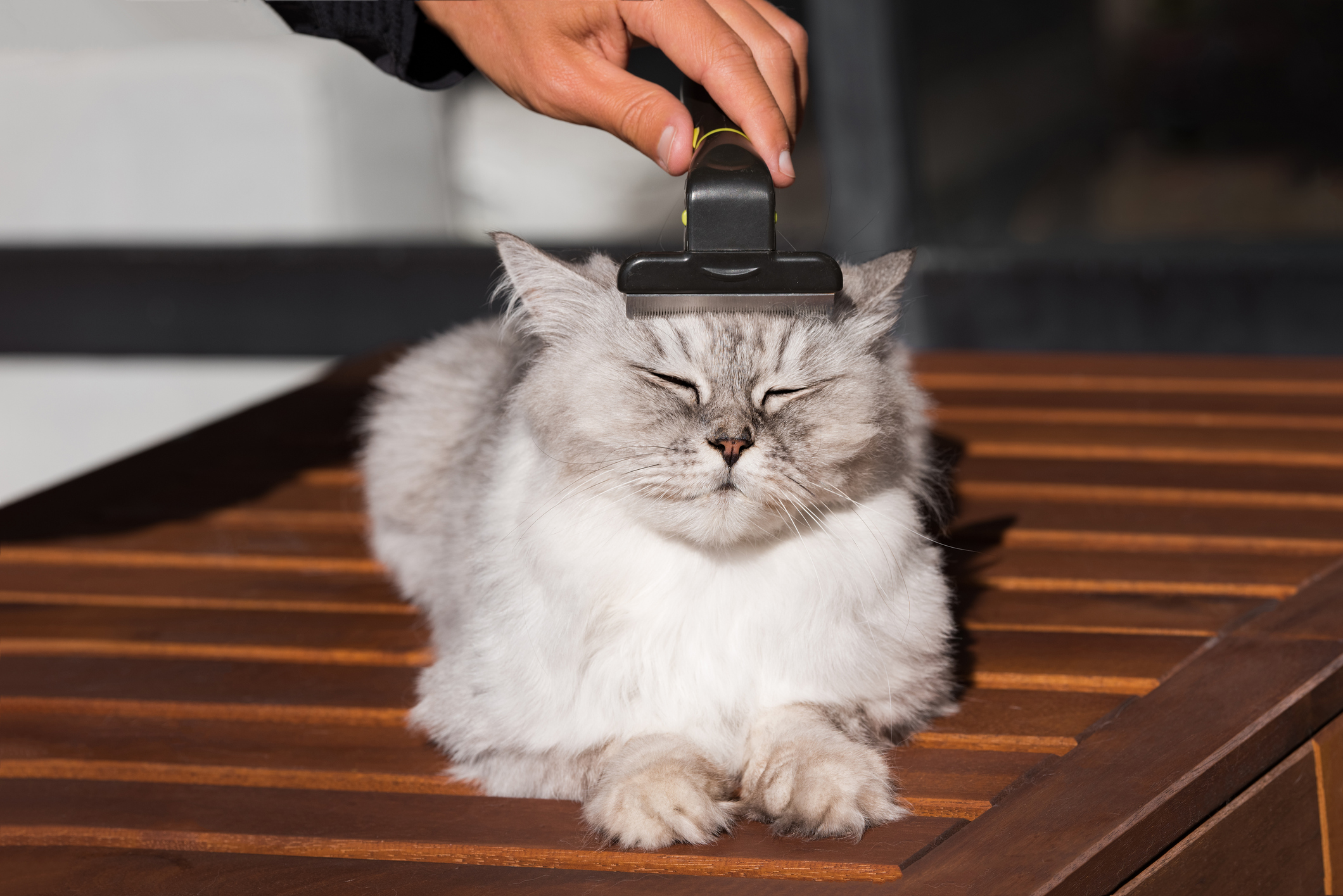 Man combing his lovely grey cat with FURminatoror grooming tool. Pet care, grooming. Cat loves being brushed.